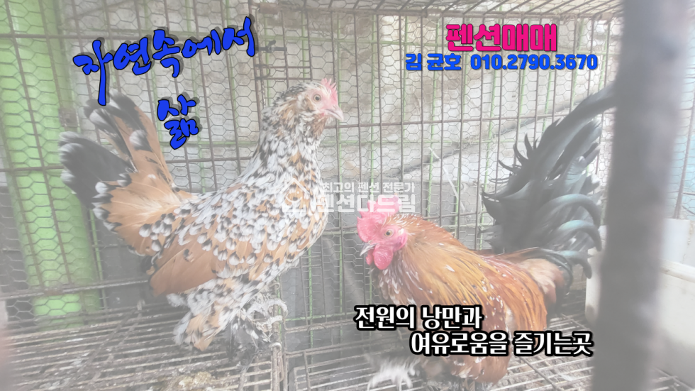 경기 가평군 청평면 하천리 경기 가평군 청평면 펜션 매매 매매 매물번호 10422 사진 8